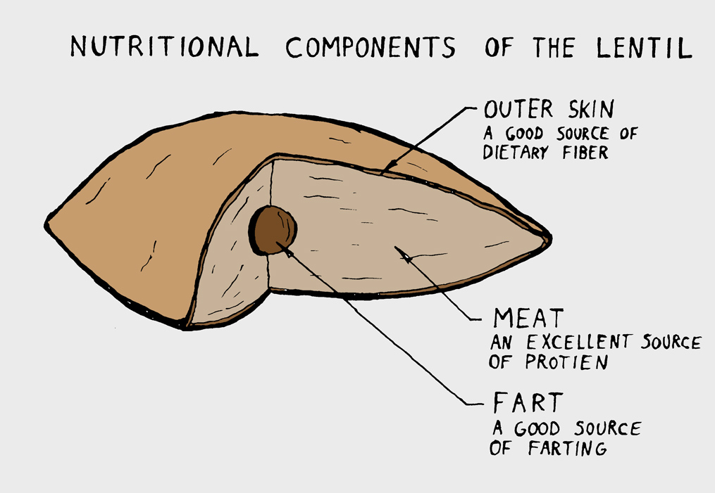 Lentil Anatomy
